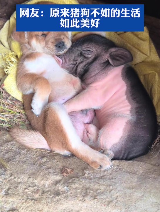 基因编辑技术引发的伦理风暴：人猪狗dna混搭视频是科学突破还是潘多拉魔盒？