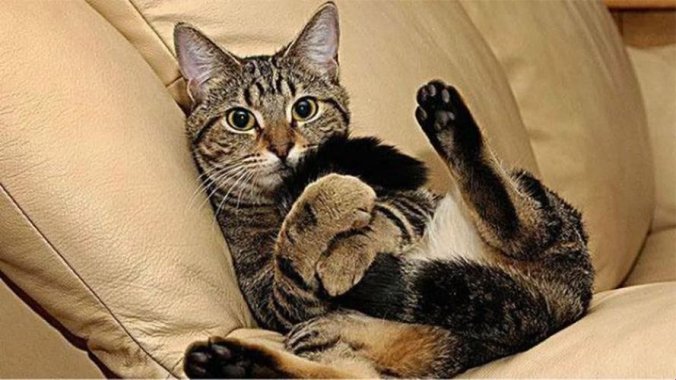 新说法!霸总买玩具猫尾自己玩竟是2025智商税?郑州玩家怒怼3大隐藏坑