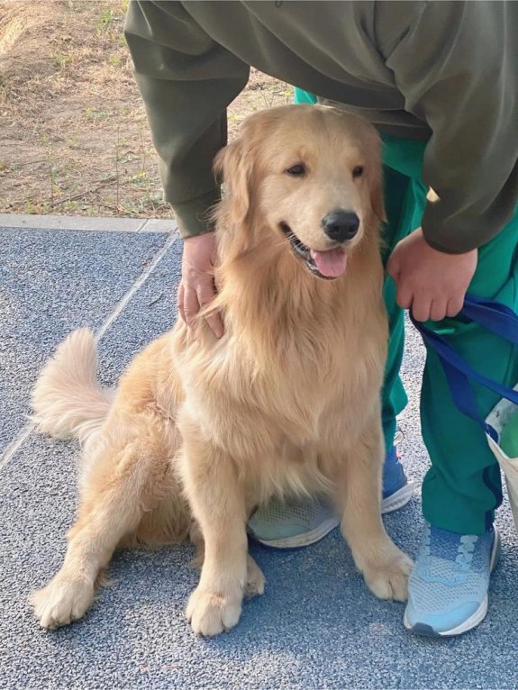 和金毛四年安然无恙背后藏着什么秘密?