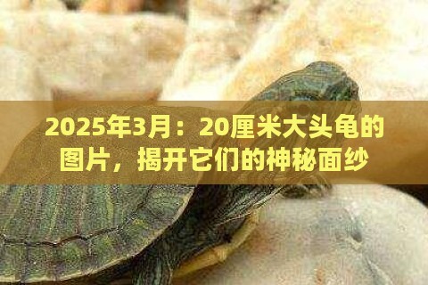 2025年3月:20厘米大头龟的图片,揭开它们的神秘面纱 2025年3月:20厘米大头龟的图片,揭开它们的神秘面纱