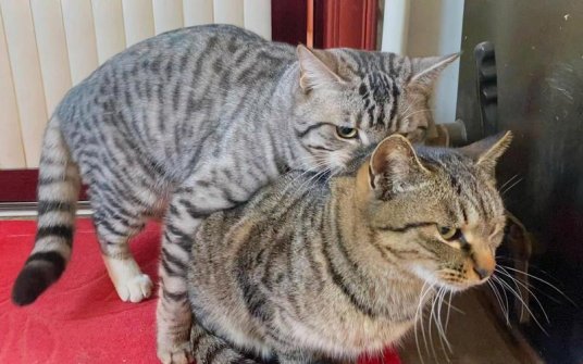 2025猫咪mv高清在线观看真香指南:你的流量被猫爪挠废了吗?