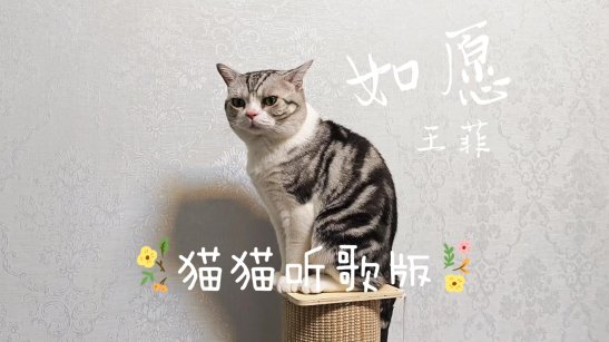 喵界顶流如何撬动百亿流量池