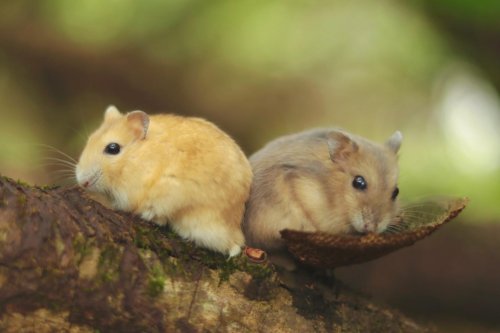 隐形监控还是温情陷阱?解码2025北上广深养宠新规下的数据游戏