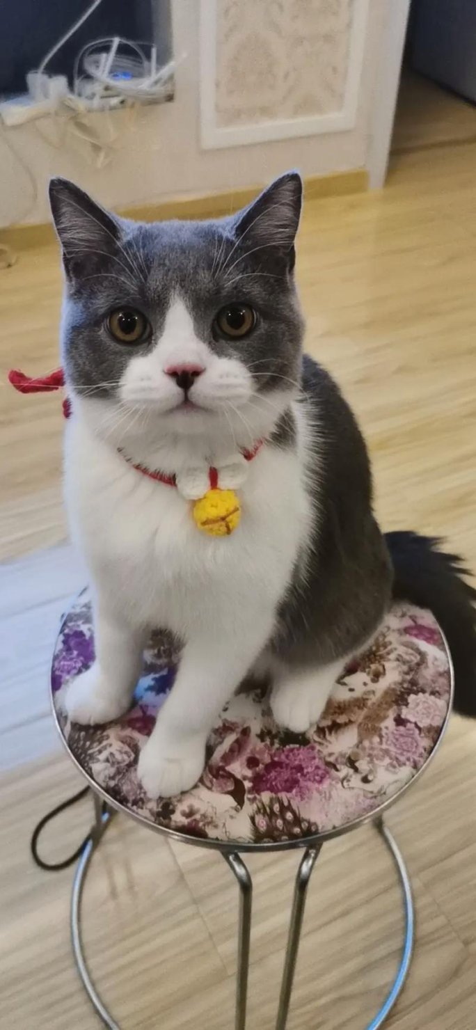 2025猫咪短视频旧版本真香预警 新手必看隐藏功能与政策风向全解