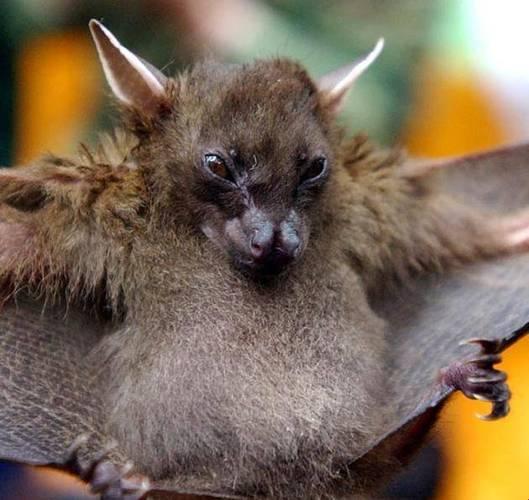 2025新说法!无人区编码6229蝙蝠真香了?网友直呼这波操作太漂亮