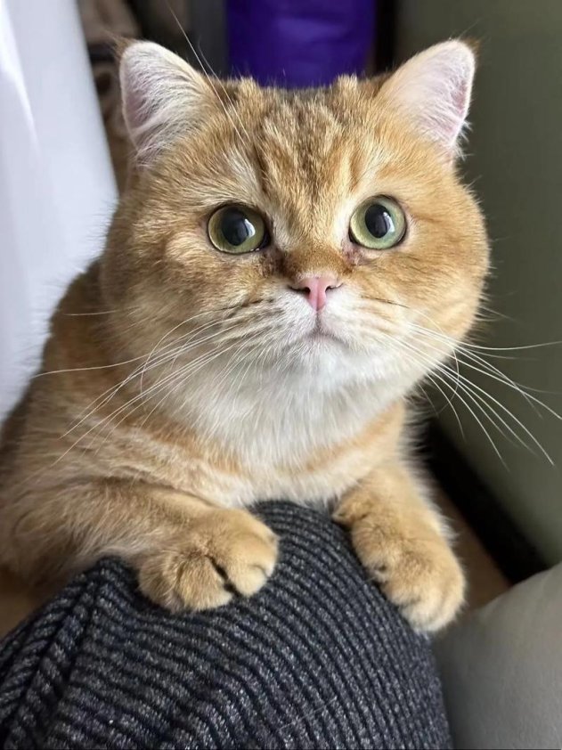 新版猫咪短视频：一只猫引发的全球数字化狂欢