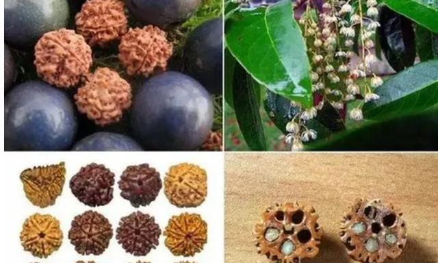 蓝屏级硬核解码:川藏线爆款文玩背后的植物学暗战