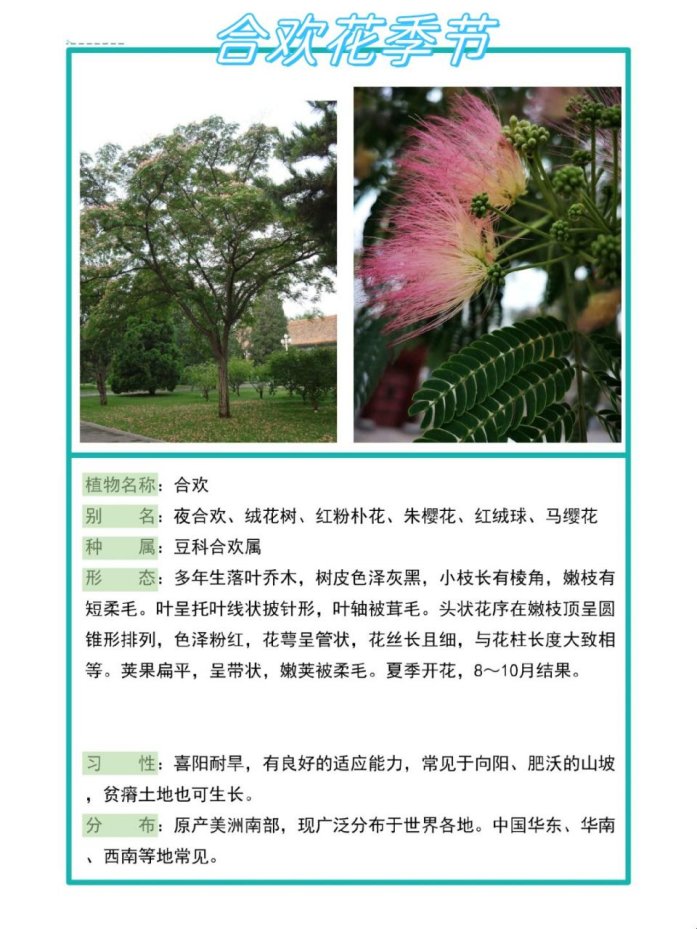 2025新说法!合欢的别名叫什么引爆绿化圈?网友怒怼:别再踩坑