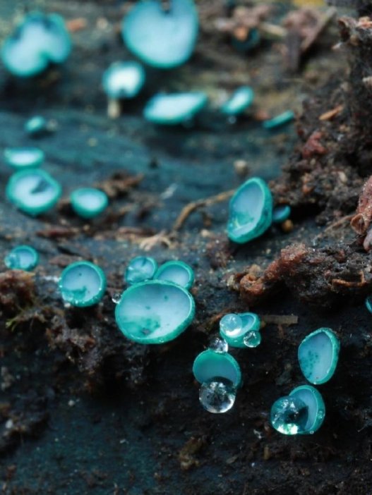 2025绿杯盘菌怒怼半导体！木材变电池的骚操作你敢信？