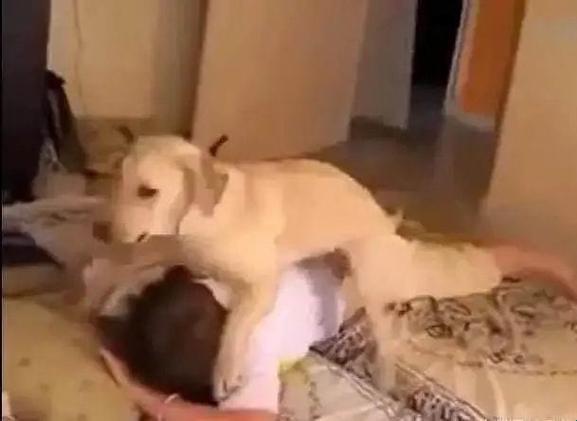 金毛与女主人合体：2025年最新趋势解读