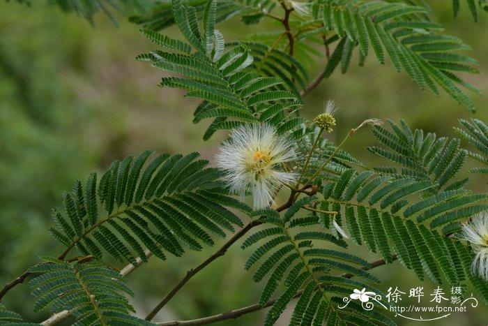 2025年园林工程物种误植风险深度解析与实战验证