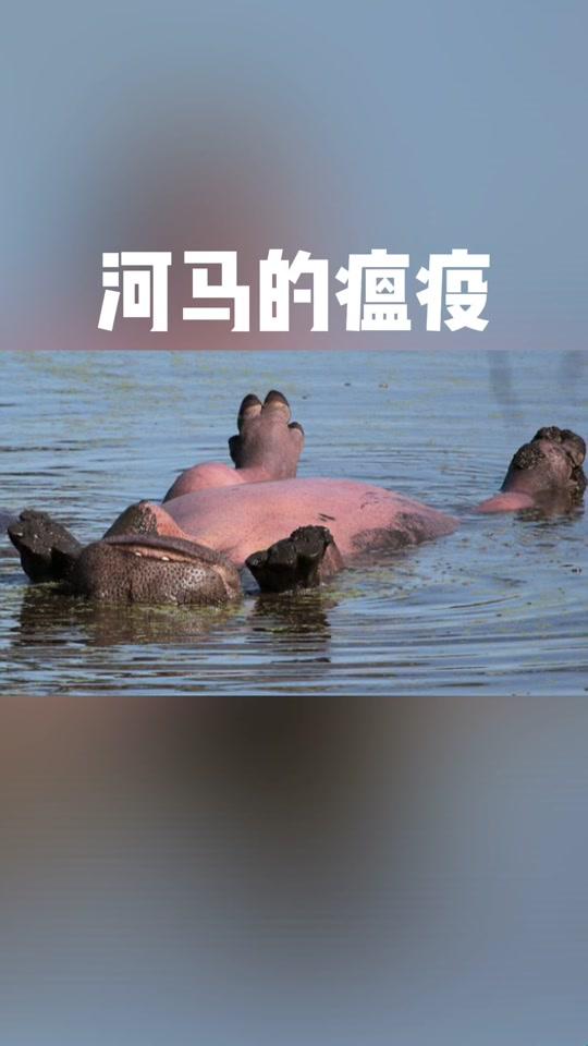 2025河马冰块如何让云南大象直呼内行?这份新物种生存指南突然火了